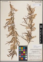 Foto von Salix exigua var. pedicellata (Andersson) Cronquist